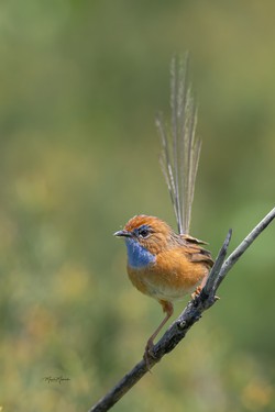Meysam Makvandi