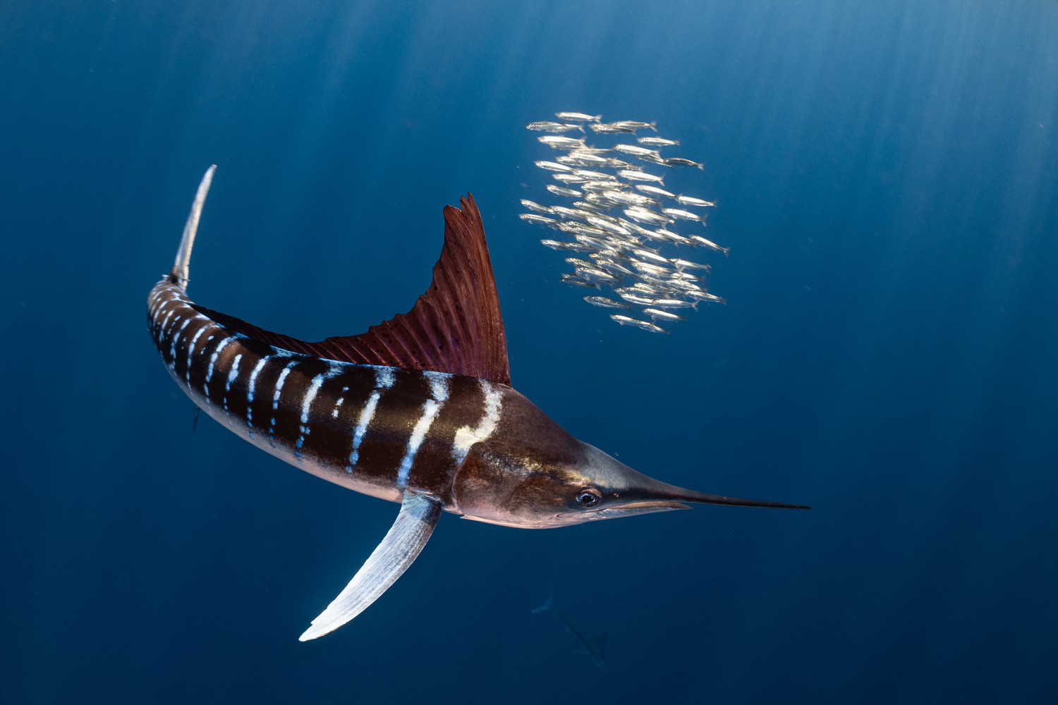 1839 Awards | Rick Francis | Nominee (Natural World)
